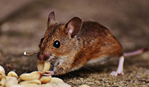 24 Hour & Emergency Exterminators in Duck Lake, MI
